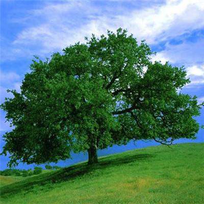 手游赏金女王免费下载